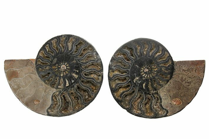 Cut/Polished Ammonite Fossil - Unusual Black Color #169564